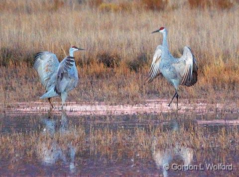 Courtly Crane Ritual_73721.jpg - Sandhill Cranes (Grus canadensis) photographed in the Bosque del Apache National Wildlife Refuge near San Antonio, New Mexico USA. 